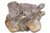 Associated Fossil Mosasaur (Clidastes?) Vertebrae - Kansas #382046-3